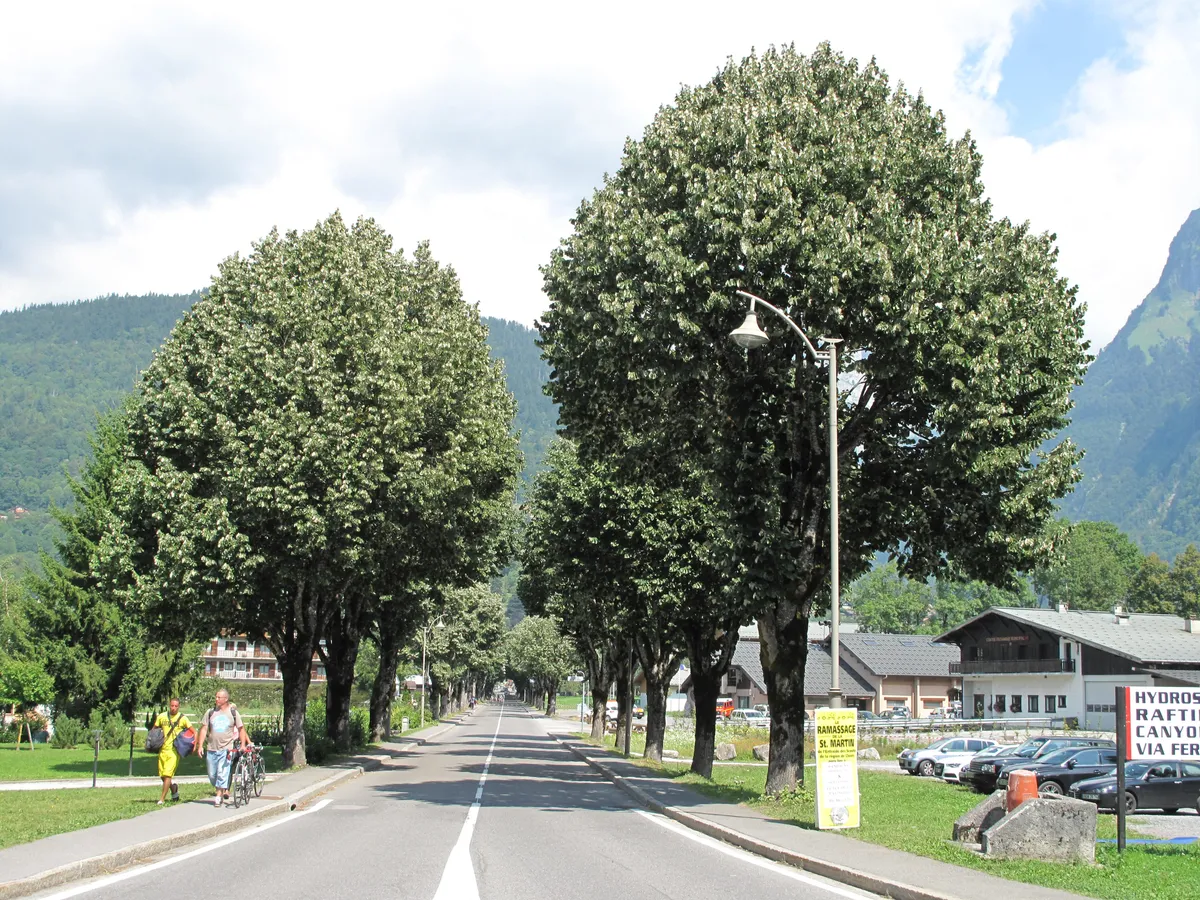 L’allée des tilleuls, à Samoëns