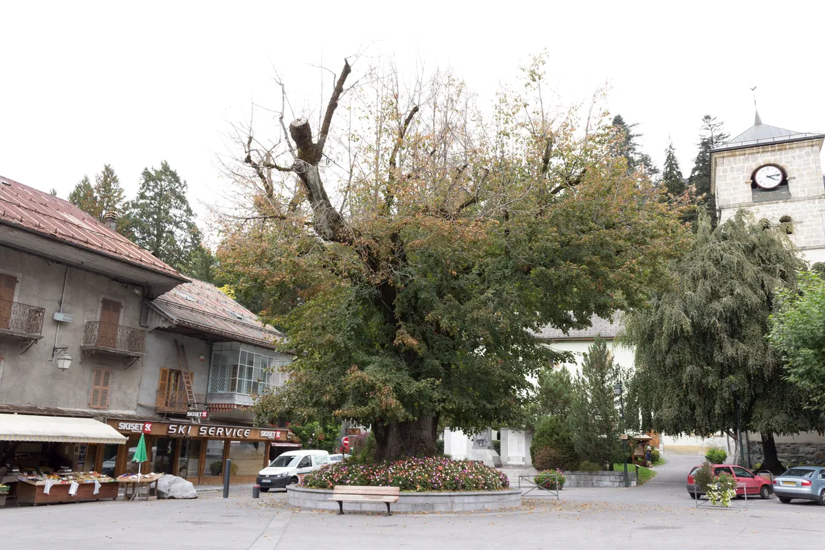 Le Gros Tilleul et la place du village